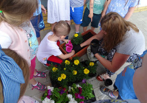 62 Dzieci sadzą kwiaty dla pszczółek